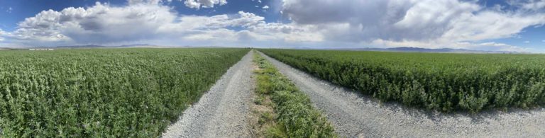 alfalfa farm case study