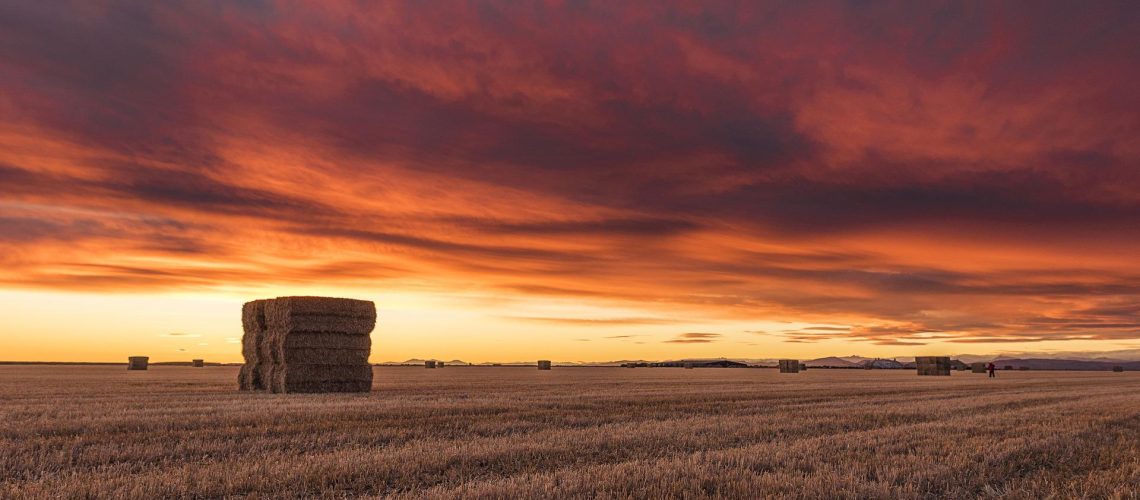 Hay Field